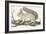 Squirrel, 1850 (Engraving)-Louis Simon (1810-1870) Lassalle-Framed Giclee Print