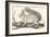 Squirrel, 1850 (Engraving)-Louis Simon (1810-1870) Lassalle-Framed Giclee Print