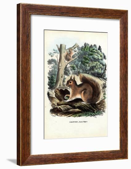 Squirrel, 1863-79-Raimundo Petraroja-Framed Giclee Print