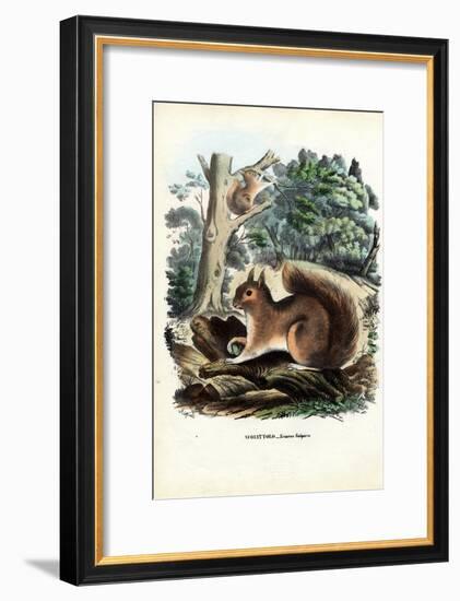 Squirrel, 1863-79-Raimundo Petraroja-Framed Giclee Print