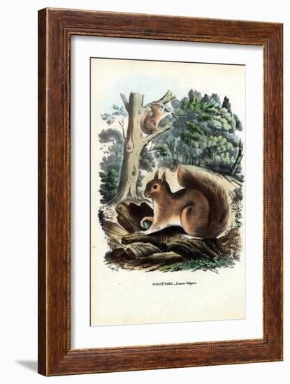 Squirrel, 1863-79-Raimundo Petraroja-Framed Giclee Print