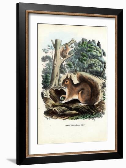 Squirrel, 1863-79-Raimundo Petraroja-Framed Giclee Print