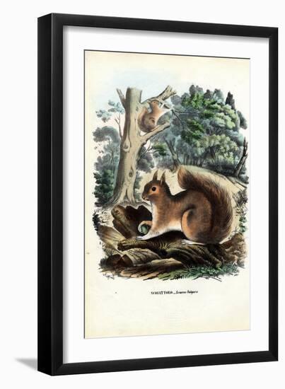 Squirrel, 1863-79-Raimundo Petraroja-Framed Giclee Print