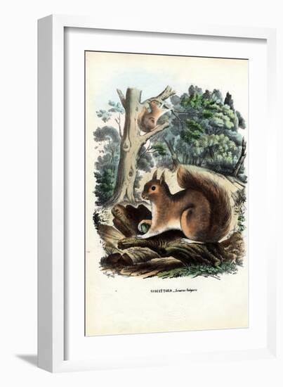 Squirrel, 1863-79-Raimundo Petraroja-Framed Giclee Print