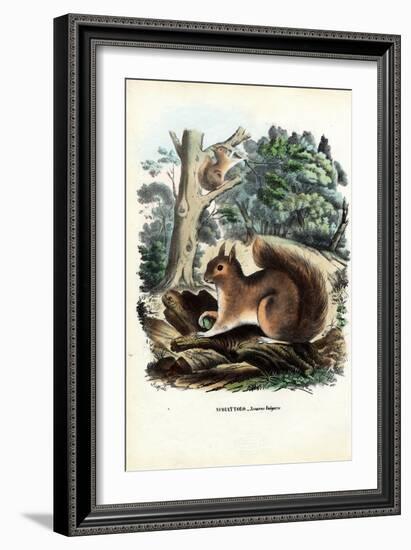 Squirrel, 1863-79-Raimundo Petraroja-Framed Giclee Print