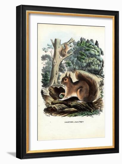 Squirrel, 1863-79-Raimundo Petraroja-Framed Giclee Print