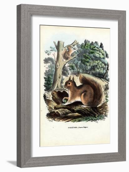 Squirrel, 1863-79-Raimundo Petraroja-Framed Premium Giclee Print