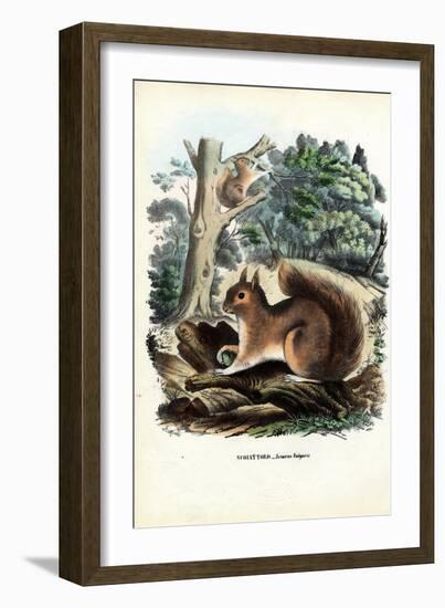 Squirrel, 1863-79-Raimundo Petraroja-Framed Premium Giclee Print