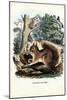 Squirrel, 1863-79-Raimundo Petraroja-Mounted Premium Giclee Print