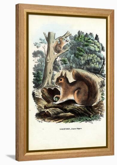 Squirrel, 1863-79-Raimundo Petraroja-Framed Premier Image Canvas