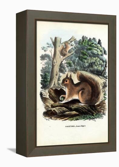 Squirrel, 1863-79-Raimundo Petraroja-Framed Premier Image Canvas