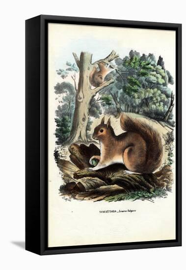 Squirrel, 1863-79-Raimundo Petraroja-Framed Premier Image Canvas