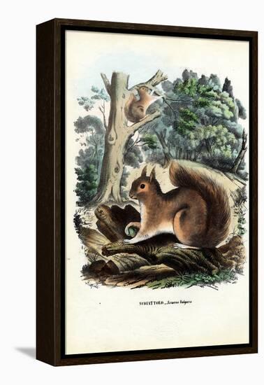 Squirrel, 1863-79-Raimundo Petraroja-Framed Premier Image Canvas