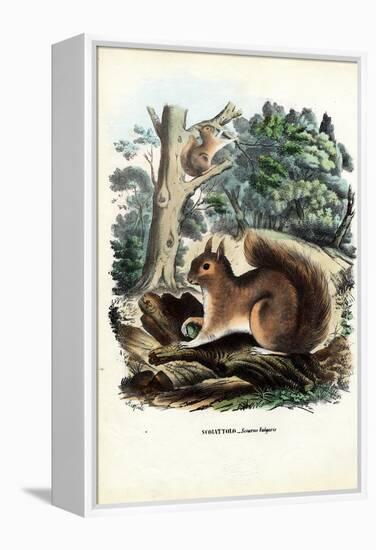 Squirrel, 1863-79-Raimundo Petraroja-Framed Premier Image Canvas