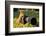 Squirrel as a Photographer with Big Professional Camera-Stanislav Duben-Framed Photographic Print