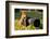 Squirrel as a Photographer with Big Professional Camera-Stanislav Duben-Framed Photographic Print