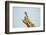 Squirrel, Botswana-Paul Souders-Framed Photographic Print