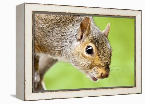 Squirrel Close Up-rekemp-Framed Premier Image Canvas