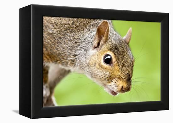 Squirrel Close Up-rekemp-Framed Premier Image Canvas