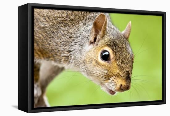 Squirrel Close Up-rekemp-Framed Premier Image Canvas