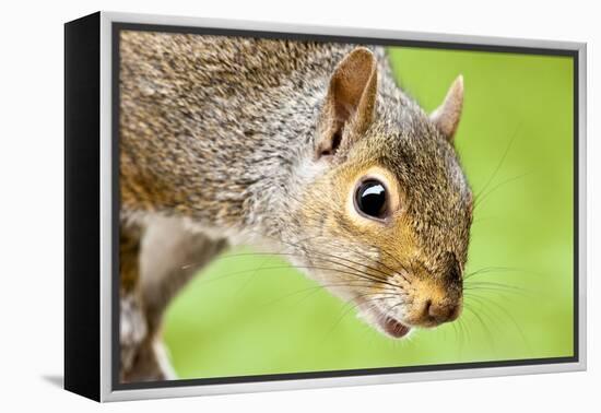 Squirrel Close Up-rekemp-Framed Premier Image Canvas