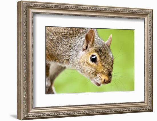 Squirrel Close Up-rekemp-Framed Photographic Print