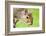 Squirrel Close Up-rekemp-Framed Photographic Print