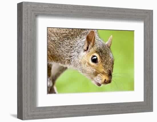 Squirrel Close Up-rekemp-Framed Photographic Print