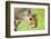 Squirrel Close Up-rekemp-Framed Photographic Print