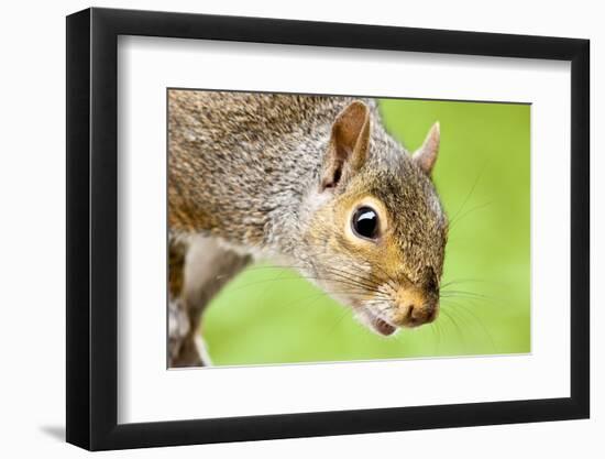 Squirrel Close Up-rekemp-Framed Photographic Print