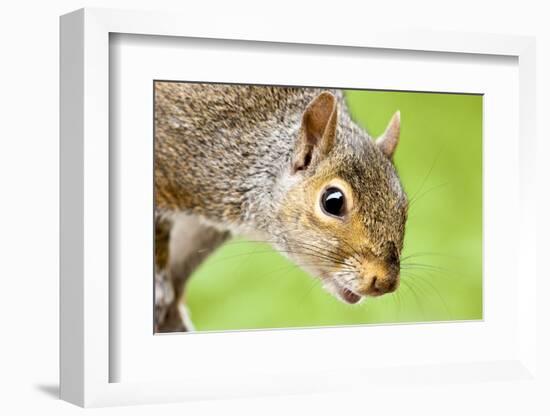 Squirrel Close Up-rekemp-Framed Photographic Print