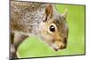 Squirrel Close Up-rekemp-Mounted Photographic Print