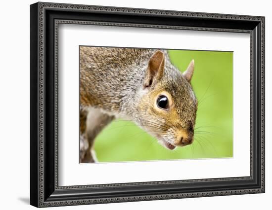 Squirrel Close Up-rekemp-Framed Photographic Print