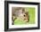 Squirrel Close Up-rekemp-Framed Photographic Print