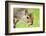 Squirrel Close Up-rekemp-Framed Photographic Print