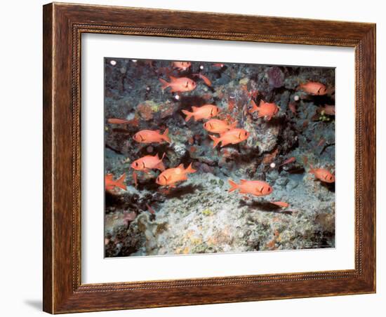 Squirrel Fish, Astove Island, Seychelles, Africa-Pete Oxford-Framed Photographic Print