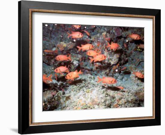 Squirrel Fish, Astove Island, Seychelles, Africa-Pete Oxford-Framed Photographic Print