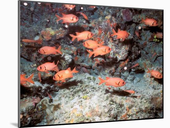 Squirrel Fish, Astove Island, Seychelles, Africa-Pete Oxford-Mounted Photographic Print