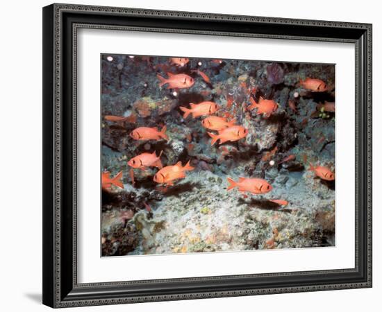 Squirrel Fish, Astove Island, Seychelles, Africa-Pete Oxford-Framed Photographic Print