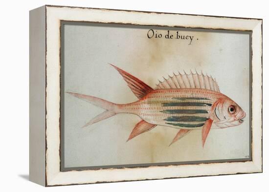 Squirrel Fish or Soldier Fish-John White-Framed Premier Image Canvas