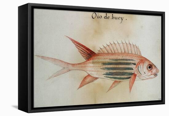 Squirrel Fish or Soldier Fish-John White-Framed Premier Image Canvas