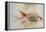 Squirrel Fish or Soldier Fish-John White-Framed Premier Image Canvas