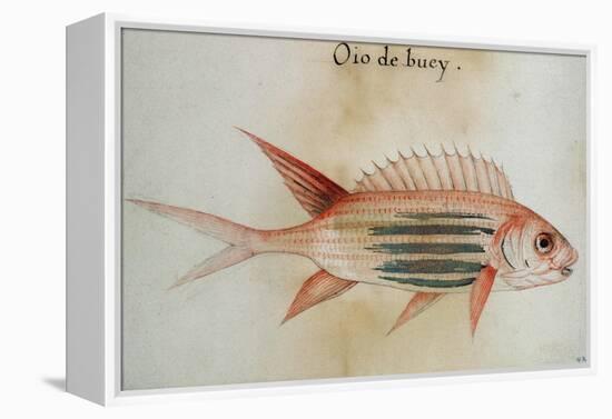 Squirrel Fish or Soldier Fish-John White-Framed Premier Image Canvas