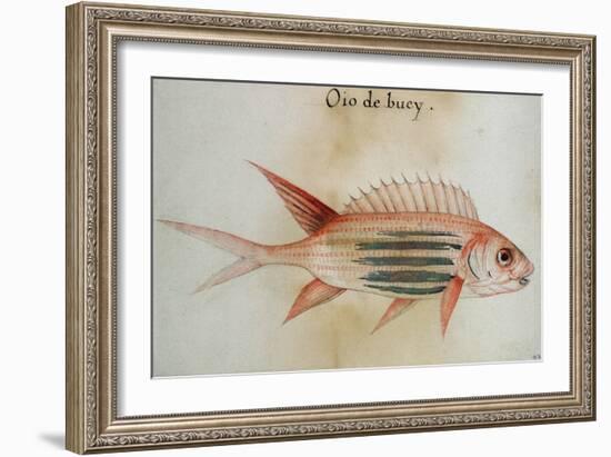 Squirrel Fish or Soldier Fish-John White-Framed Giclee Print