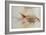 Squirrel Fish or Soldier Fish-John White-Framed Giclee Print