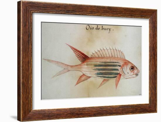 Squirrel Fish or Soldier Fish-John White-Framed Giclee Print