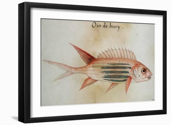 Squirrel Fish or Soldier Fish-John White-Framed Giclee Print