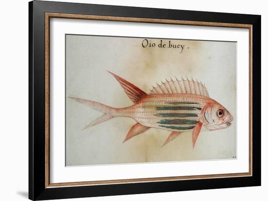 Squirrel Fish or Soldier Fish-John White-Framed Giclee Print