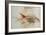 Squirrel Fish or Soldier Fish-John White-Framed Giclee Print