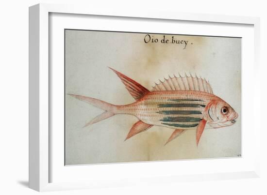 Squirrel Fish or Soldier Fish-John White-Framed Giclee Print